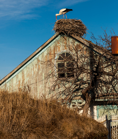 სოფელი, სადაც სახლში ძაღლების მაგივრად წეროები ჰყავთ Rating